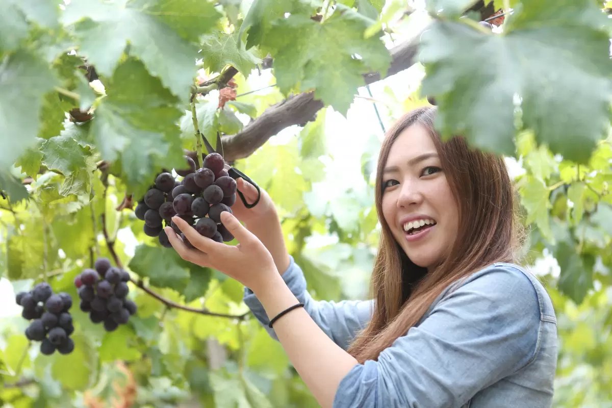 🍓 미마사카 농원(미마사카노엔) 이미지 5